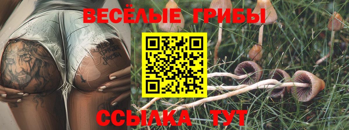 продажа наркотиков  Вход с VPN  Псилоцибиновые грибы мицелий  Тайшет  Псилоцибиновые грибы мухоморы 